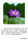 如果有人拿泥沙往清水裡面倒，水馬上混濁，清淨的相失掉了。