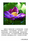 以清淨為莊嚴