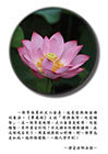 《華嚴經》上說「情與無情，同圓種智」
