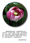 一般講發願求生淨土，那個願是露水道心