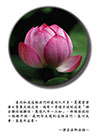 佛云難信誠難信，萬億人中一二知
