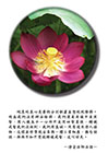純真的真心是要把分別執著妄想統統捨掉。