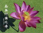 南無阿彌陀佛